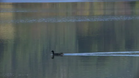 Nature Video stock 243092922