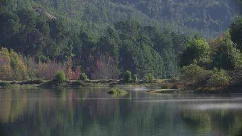 Nature Video stock 243127848