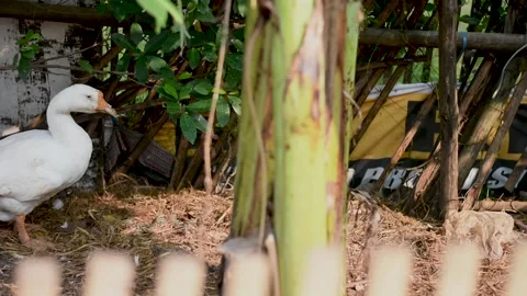 Nature Stock Footage 243274011