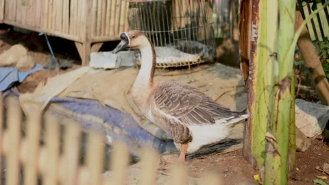 Nature Stock Footage 243274052