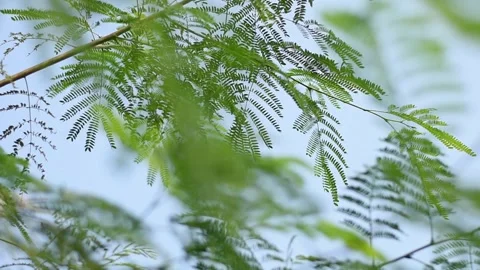 Nature Stock Footage 243274188