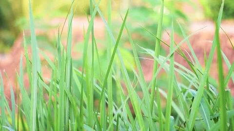 Nature Stock Footage 243274239