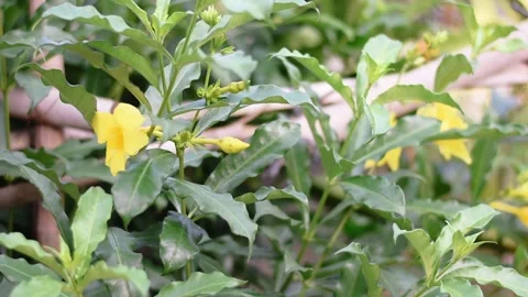 Nature Stock Footage 243274431