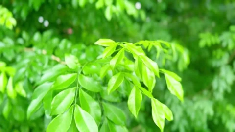 Nature Stock Footage 247040584