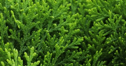 Nature. Stock Footage 247692120
