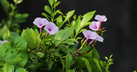 Nature. Video stock 250434020