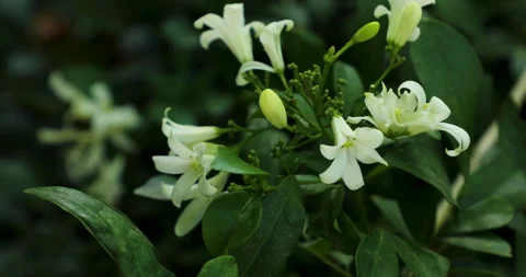 Nature. Video stock 250434137