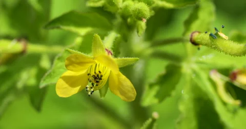Nature. Stock Footage 250435120