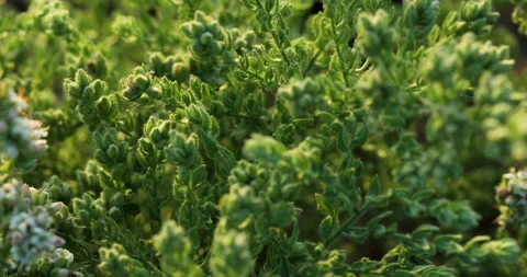 Nature. Video stock 250435867