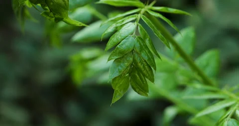 Nature. Video stock 250436705