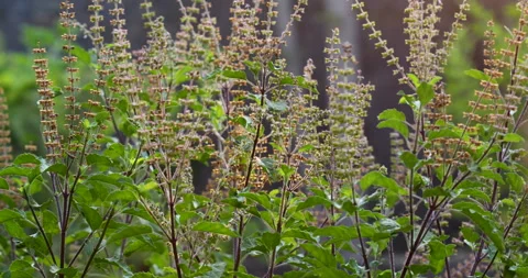 Nature. Video stock 250586843