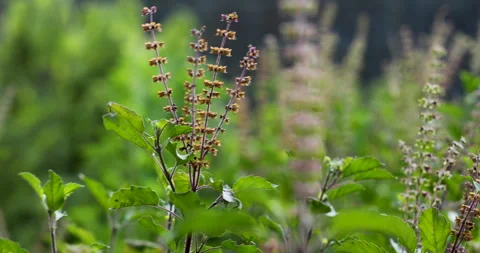 Nature. Stock Footage 251004208