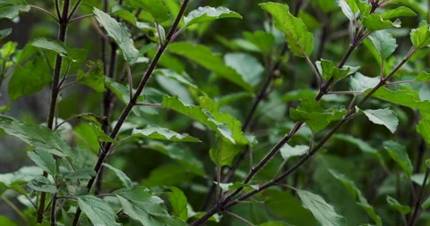Nature. Stock Footage 251405949