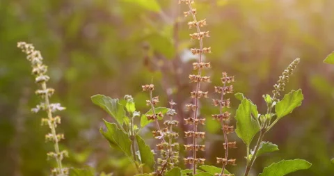 Nature. Video stock 251409734