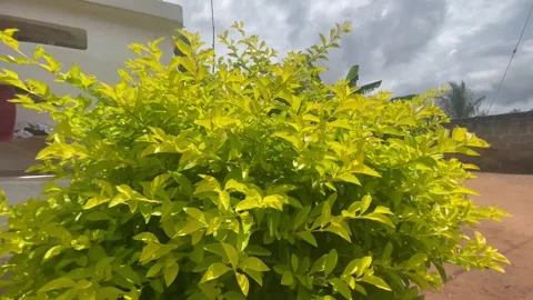 Nature 動画素材 252070761