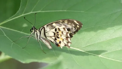 Nature Stock Footage 260286412