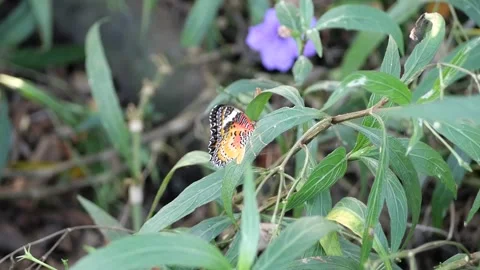 Nature Stock Footage 260286487