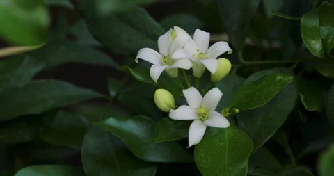 Nature. Video stock 272582702