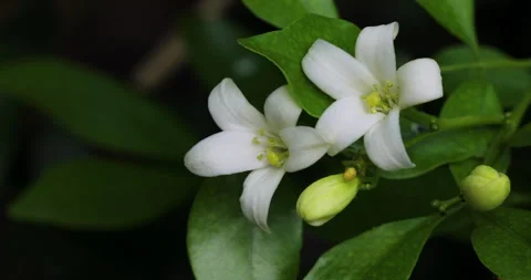 Nature. Video stock 272582871