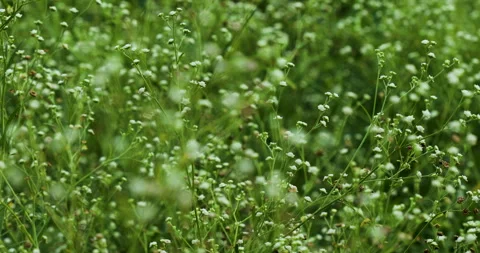 Nature Stock Footage 272584528