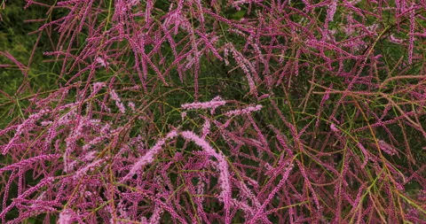 Nature. Video stock 272584604