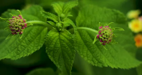Nature Stock Footage 272585536