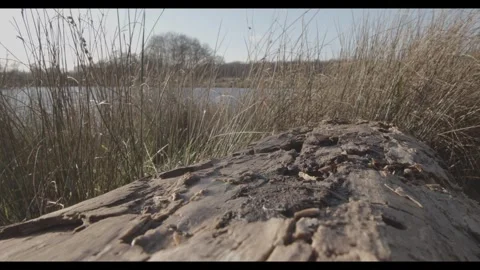 Nature Stock Footage 277348930