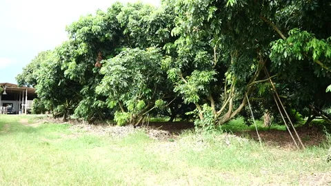 Nature Stock Footage 288552548