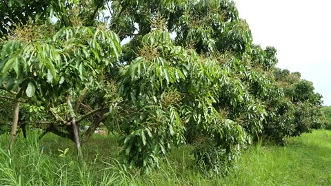 Nature Stock Footage 288552559