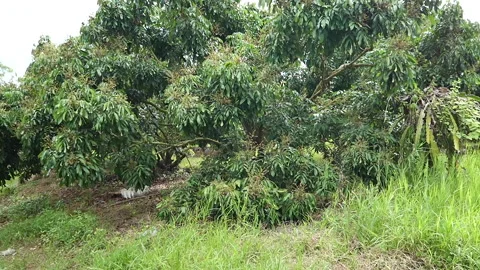 Nature Stock Footage 288552577