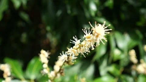 Nature Stock Footage 288552584