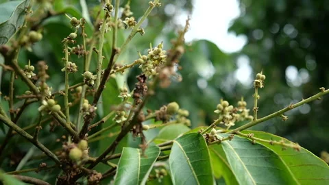 Nature Stock Footage 288552595