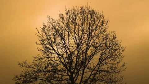 Nature  Stock Footage 290303110