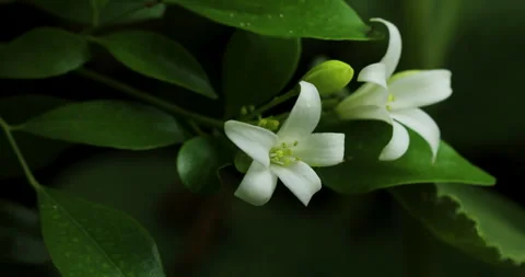 Nature Stock-Footage 292985890