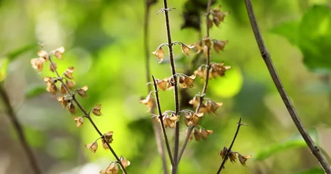 Nature Stock Footage 292987636