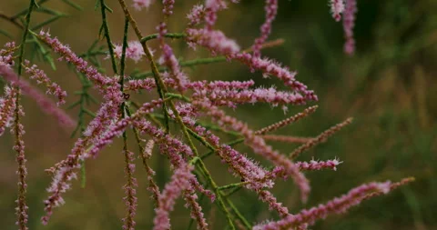 Nature Stock Footage 293125444