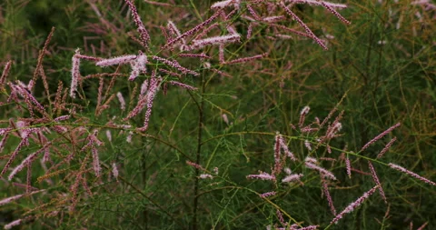 Nature Stock Footage 293125513