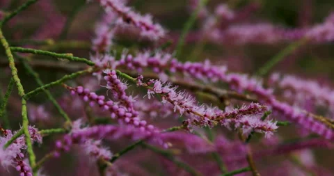 Nature Stock Footage 293125935