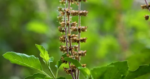 Nature Video stock 293126162