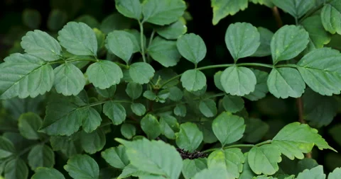 Nature Video stock 293126757