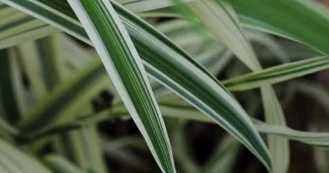 Nature Stock Footage 293126765