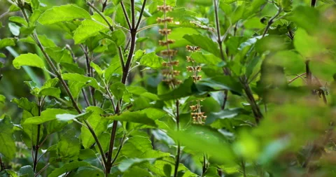 Nature Stock Footage 293126778