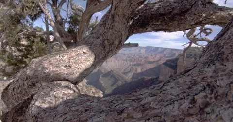 Nature Video stock 303228434