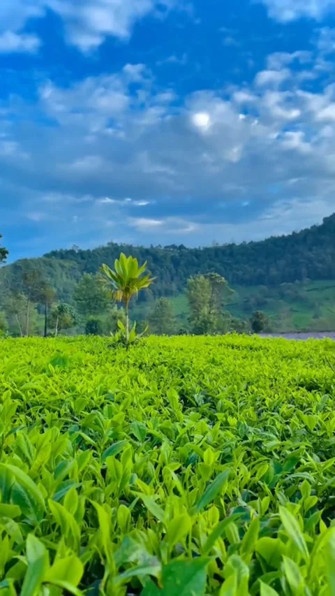 Nature Stock Footage 307911473