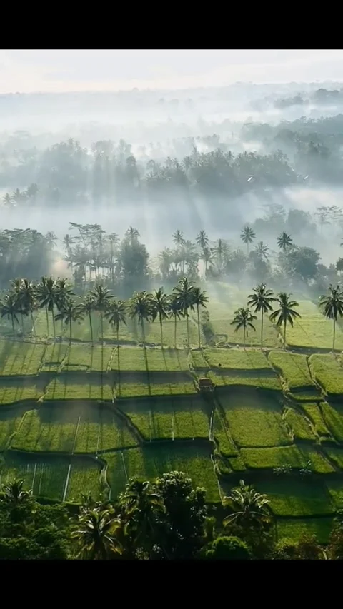 Nature Stock Footage 307936755