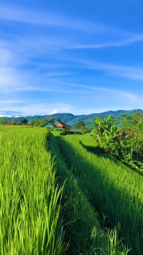 Nature Stock Footage 307980188