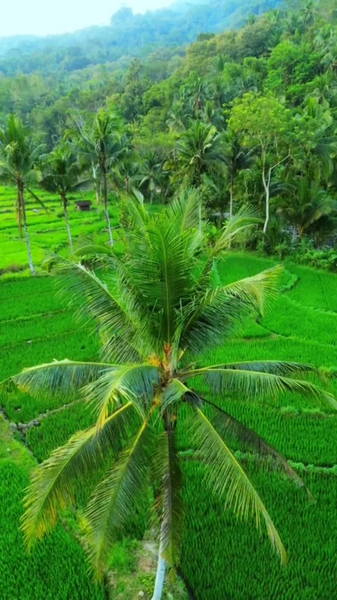 Nature Stock Footage 307981280