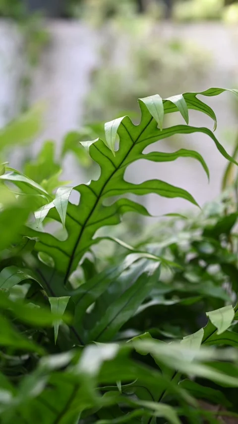 Nature Stock Footage 310270034