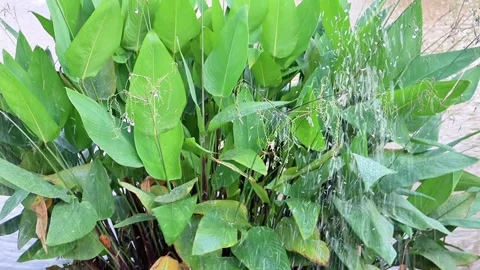 Nature Stock Footage 325428878