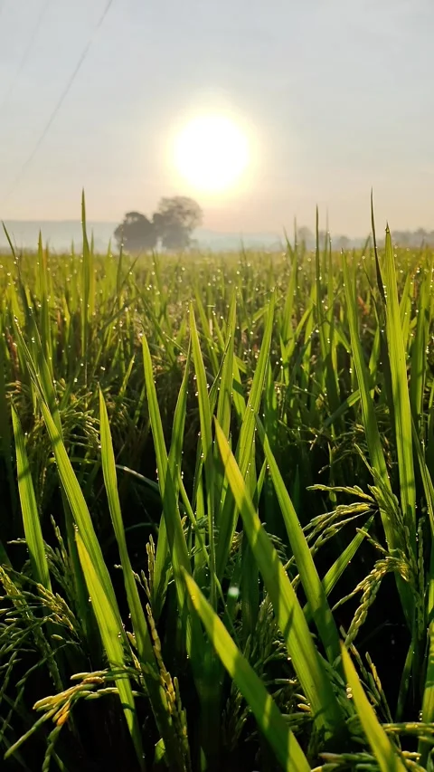 Nature Stock Footage 325510518